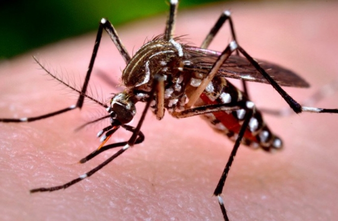 Primeiro LIRAa do ano em Missal aponta alto risco de infestação para Dengue