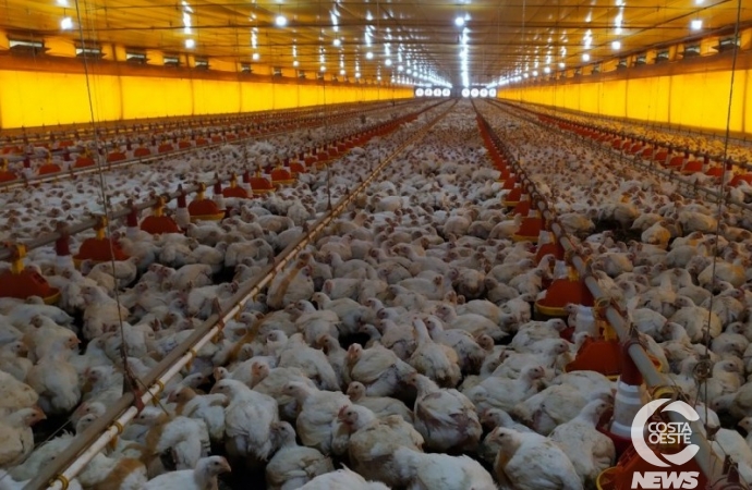 Produção de aves de corte lidera cadeia produtiva de São Miguel do Iguaçu