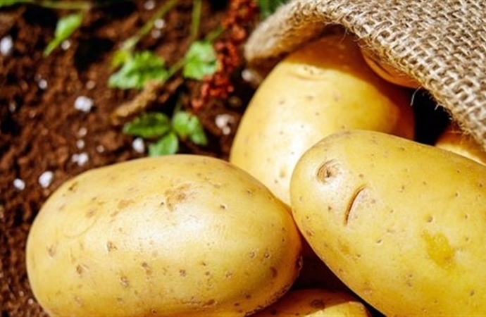 Produção de batata é impactada por enchentes no RS