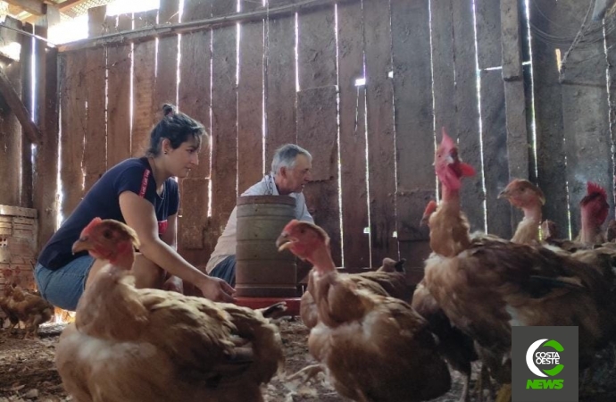 Produção de frango caipira mantém família no campo
