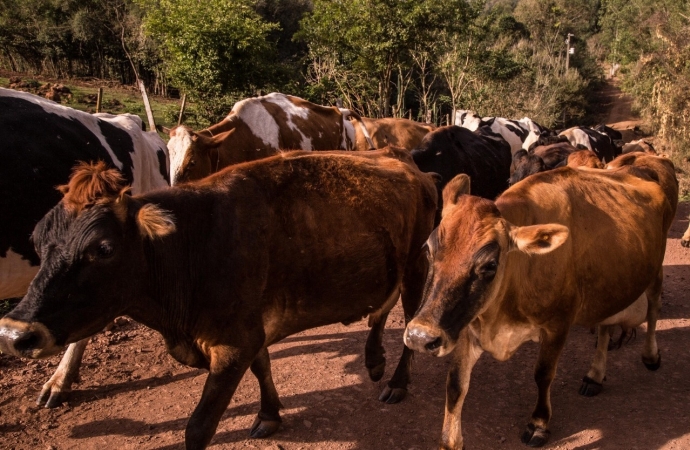 Produção de Leite em Missal volta ao patamar de 25 milhões de litros anuais