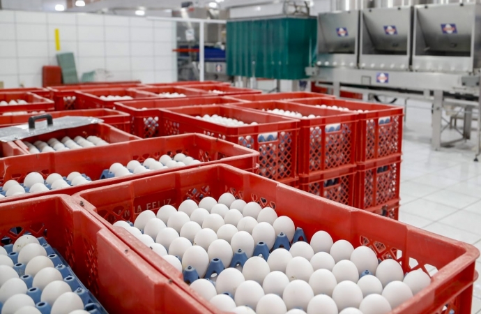 Produção de ovos do Paraná cresce 72% em uma década e mercado segue em expansão