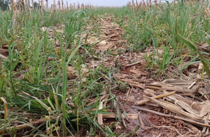 Produtividade: IDR-Paraná discutirá manejo de solos compactados no Show Rural