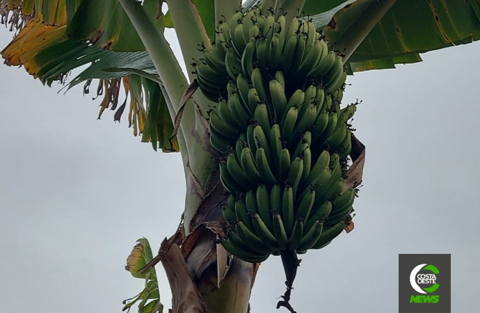 Produtor está reduzindo área de bananas para aumentar produção de milho e soja