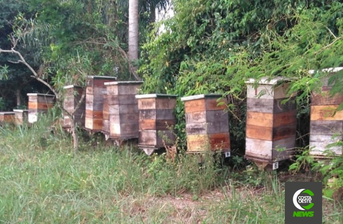 Produtores de mel estão animados com a safra 2020/21