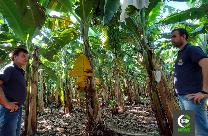 Produzir bananas no oeste do Paraná era considerado ‘coisa de louco’, mas agora é um negócio rentável