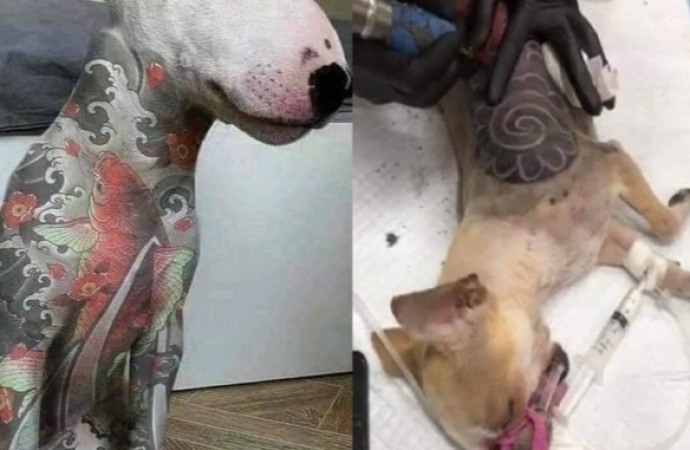 Projeto de lei quer proibir tatuagens e piercings em animais