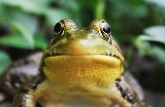 Quando o sapo canta, é porque tem frio? Entenda o som desse bichinho!