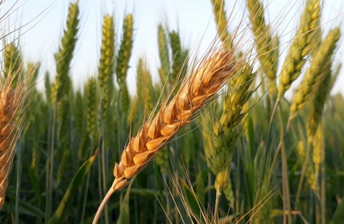 Quinze cultivares de trigo vão ser lançados no Show Rural de Inverno