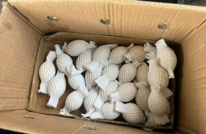 Receita Federal apreende 32 ovos de aves nativas transportados clandestinamente em ônibus