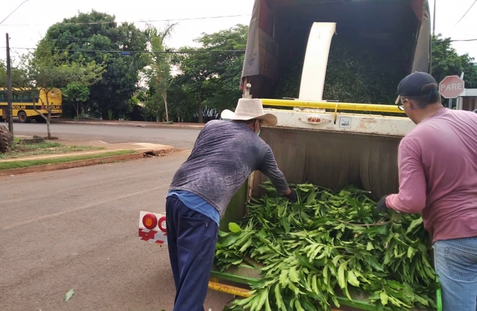 Recolha de galhos é iniciada em Serranópolis do Iguaçu