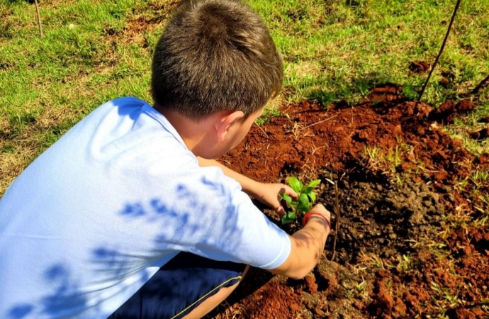 Replantio de árvores através do Santa Helena Mais Verde pode chegar a uma unidade por habitante