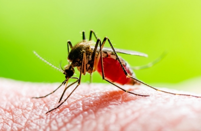 Santa Helena ultrapassa mil casos de dengue confirmados
