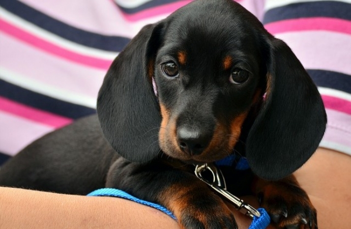 São Miguel do Iguaçu: Vet Center inova com hotel para cães