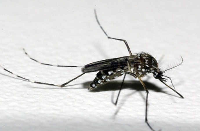 Secretaria de saúde de São Miguel do Iguaçu faz apelo para que a população ajude no combate ao mosquito da dengue