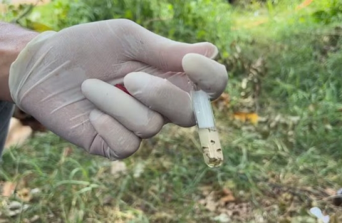 Sobe para quatro o número de mortes por dengue em Cascavel; cidade passa dos 10,5 mil casos confirmados