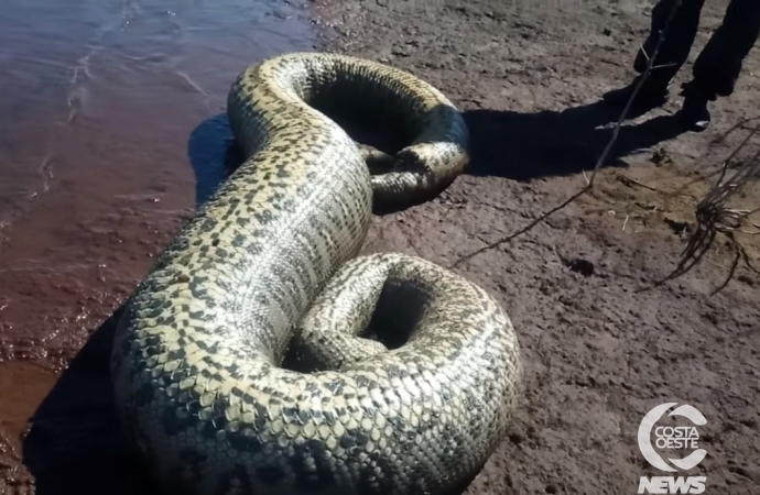 Sucuri com mais de quatro metros é encontrada por pescadores em Santa Helena