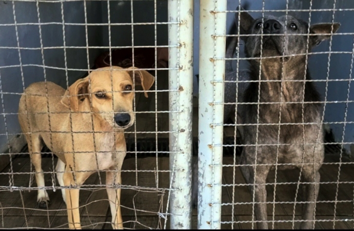 Superlotação: O desafio do Canil Municipal de Santa Helena com animais abandonados