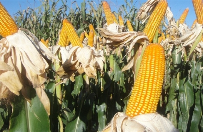 Tendências do mercado: soja, milho e trigo em queda