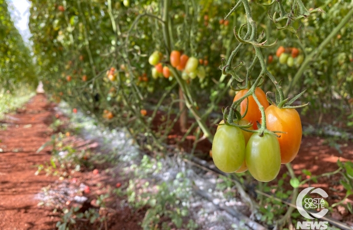 Tomate, cenoura, pepino, beterraba e pimentão verde têm queda no preço