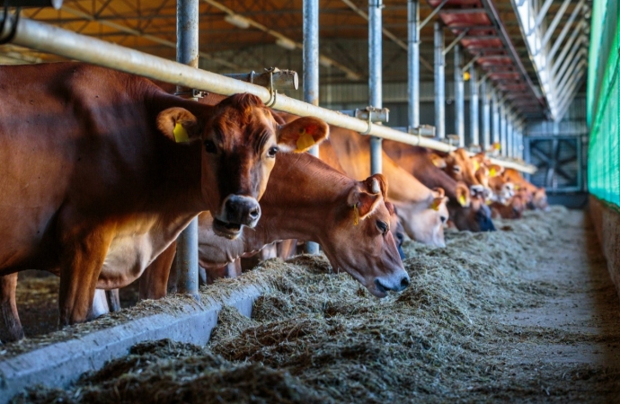 UNIGUAÇU oferece curso presencial gratuito para produtores de São Miguel e região sobre nutrição de bovinos leiteiros