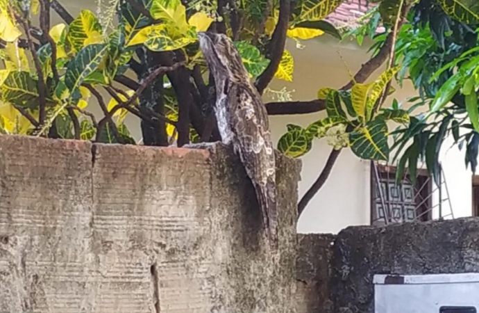 Urutau é flagrado descansando no muro de residência em Santa Helena