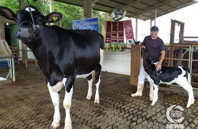 Vaca holandesa premiada de Missal é resultado de melhoramento genético e boas práticas de manejo