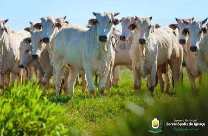 Vacinação contra raiva em herbívoros passa a ser obrigatória a partir de 24 de março no Oeste do Paraná