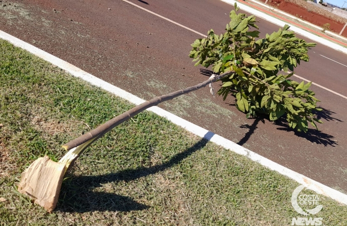 Vândalos destroem arborização da Av. São Paulo, em Santa Helena