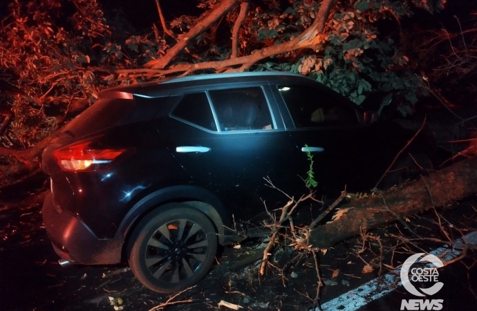 Veículo colide em árvore derrubada por manifestantes na PR 495, em Santa Helena