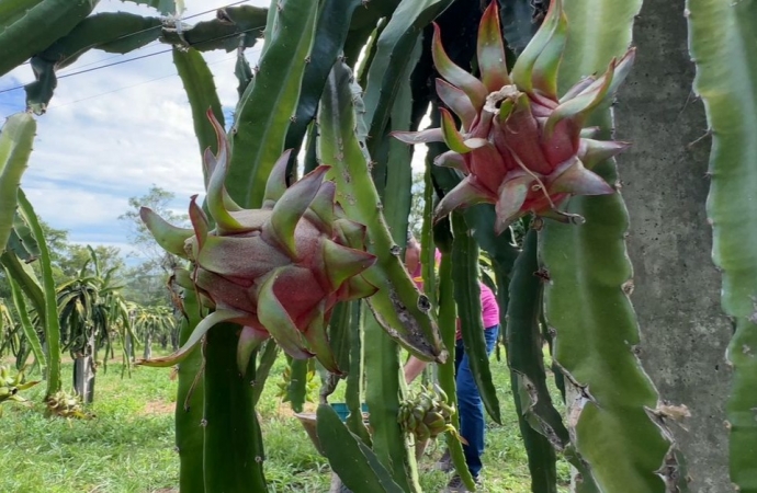 Verão intenso desafia produtores de Pitaya e muda ritmo da colheita