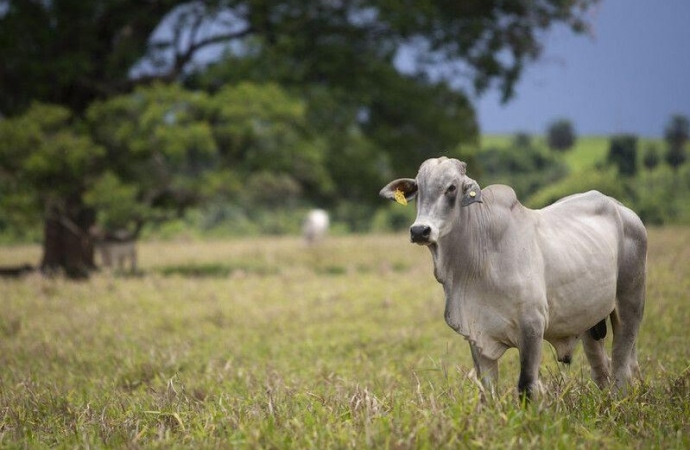 Véspera do término do recadastramento de animais no Paraná, Santa Helena tem 236 explorações pendentes