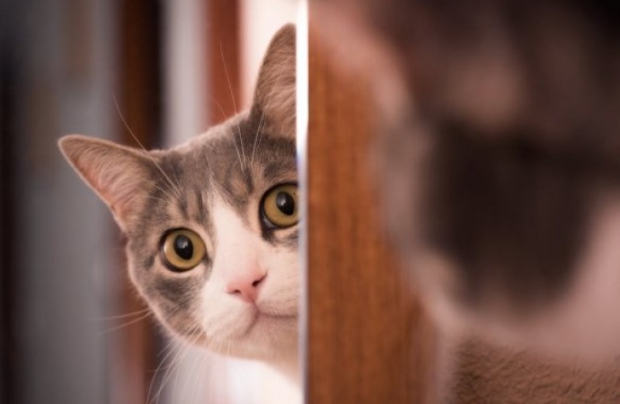 Você sabia que deve avisar seu gato toda vez que sair de casa?