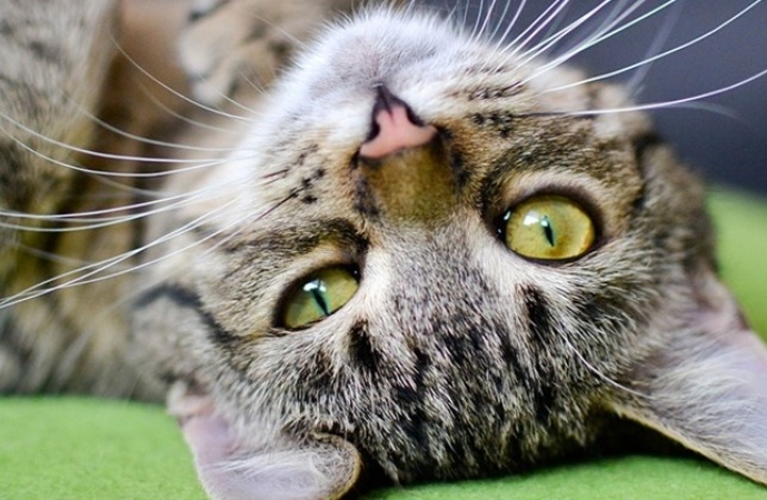 Você sabia que seu gato é capaz de lhe dizer se há paz e energias positivas em sua casa? Entenda!