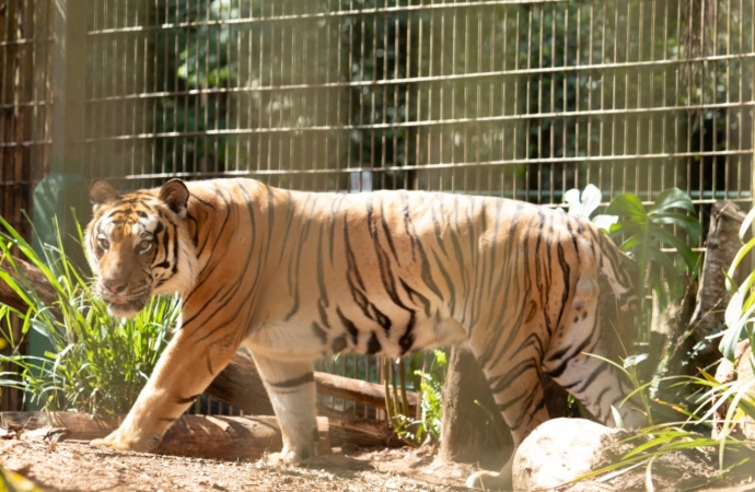 Zoológico de Cascavel abre agenda de 2024 para visitas guiadas