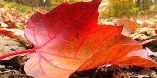 A diferença que faz a diferença