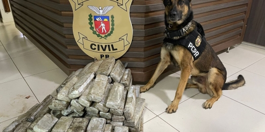 Ações dos cães policiais da PCPR resultam na apreensão de mais de 10 toneladas de drogas em 2022