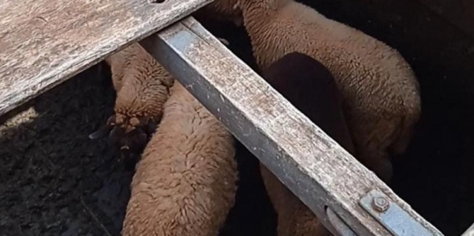 ADAPAR flagra trânsito irregular de animais no Posto de Fiscalização do Trânsito Agropecuário de Guaíra