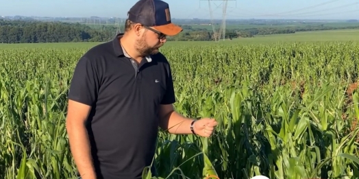 Agricultor tenta recuperar lavoura de milho danificada por granizo