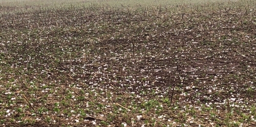 Agricultores de Guaíra temem prejuízos nas lavouras após temporal