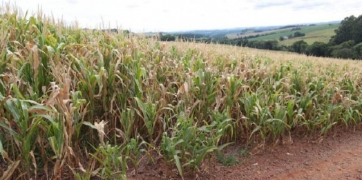 Agricultores de Santa Helena atingidos pela seca terão descontos em financiamentos