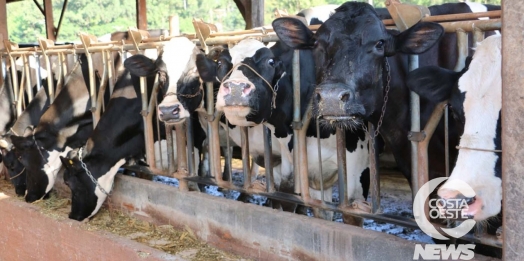 Agricultura lança mais uma etapa do programa de inseminação artificial em Santa Helena