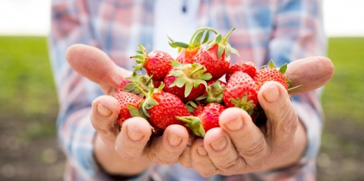 Agricultura orgânica em ascensão: o crescimento do sistema de produção no Brasil