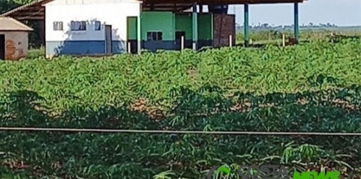 Agroindustrialização de mandioca pode ser alternativa viável para produtores do Oeste do Paraná