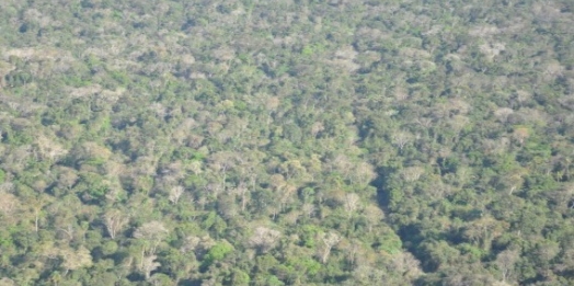 Ambientalistas se articulam para barrar PL de reabertura da Estrada do Colono