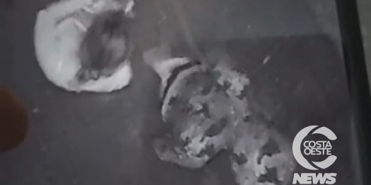 Amor criminoso: casal realiza furto em comércio de Santa Helena (Vídeo)