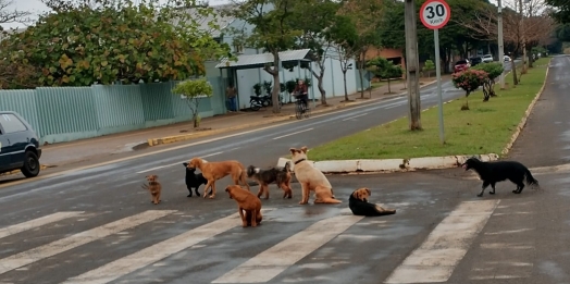 Animais soltos em via pública geram reclamações em Santa Helena