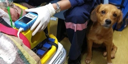 Antes do acolhimento, cachorrinho invadiu hospital duas vezes para ficar próximo ao dono atropelado