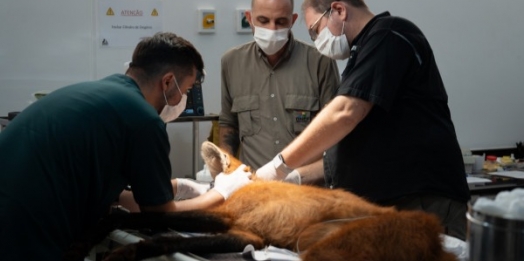 Após atendimento na Itaipu, lobo-guará retorna à natureza