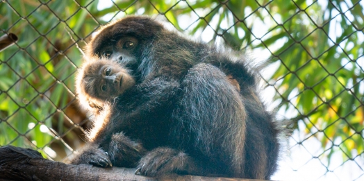 Após cesárea de duas horas, bugio dá à luz pela primeira vez no Refúgio Biológico Bela Vista